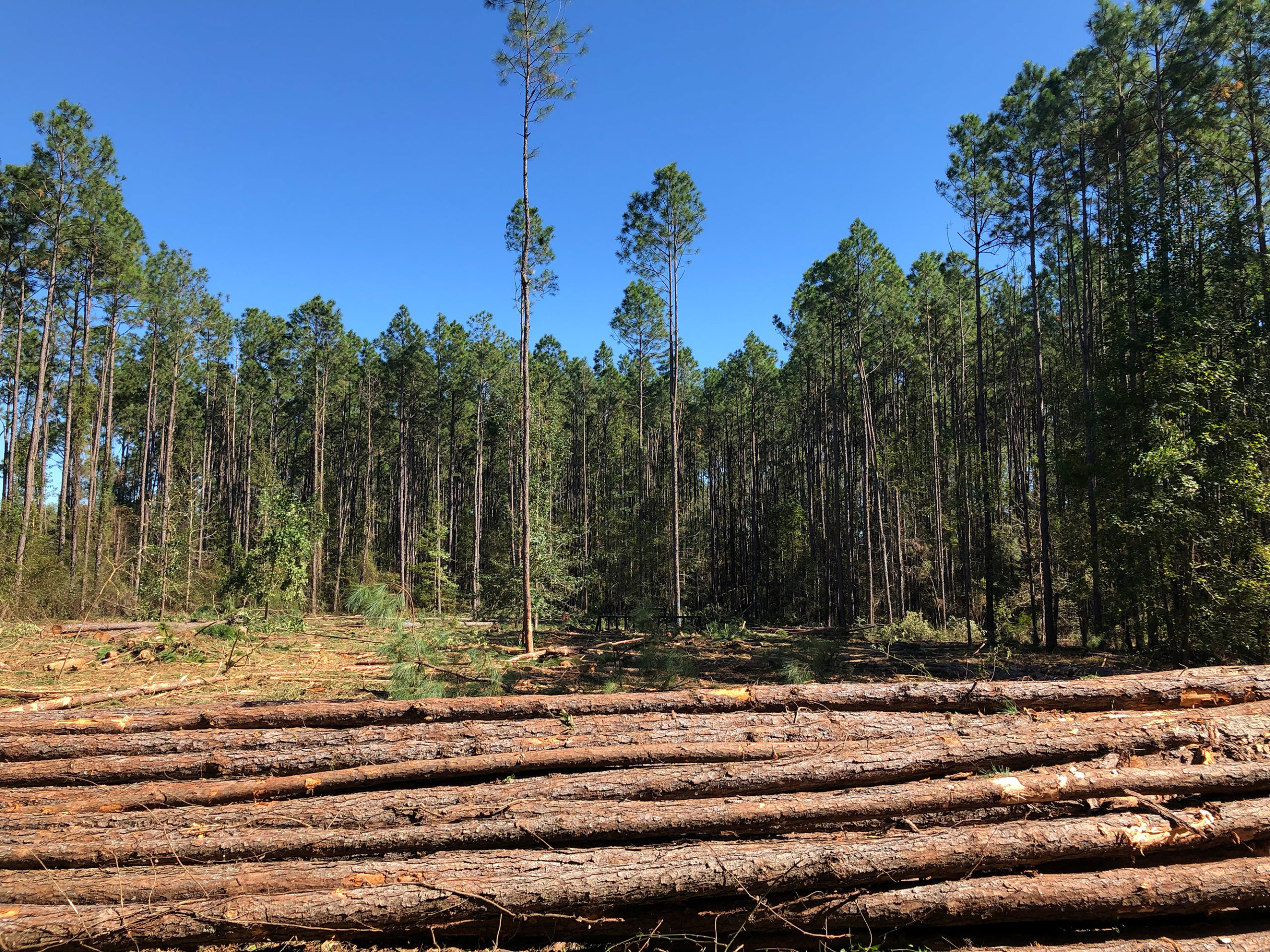 Timber Harvest